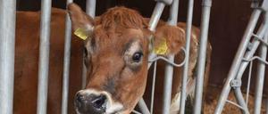 Das arme Tier. Die Kuh ist Teil einer Fernsehversuchsanstalt namens Newtopia.