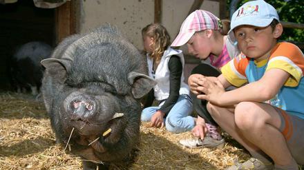 Auf dem Kinderbauernhof Pinke Panke können Kinder heimische Tiere hautnah erleben.