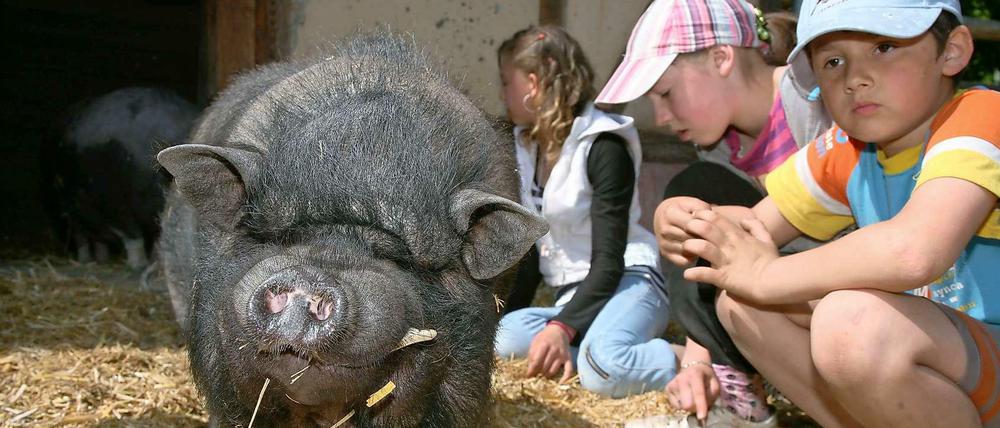 Auf dem Kinderbauernhof Pinke Panke können Kinder heimische Tiere hautnah erleben.