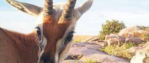 Selfie einer Oryxantilope