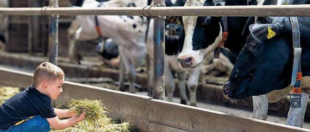 Mahlzeit. Viele Bauernhöfe sind geöffnet, und auch für das leibliche Wohl ist gesorgt. In diesem Fall gibt’s – Heu.