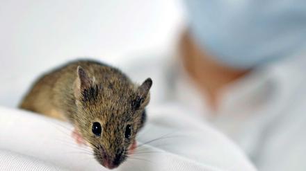 Die Charité baut ein neues Tierversuchsgebäude auf ihrem Campus in Berlin-Buch. Darin sollen unter anderem Mäuse gezüchtet und gehalten werden, aber auch Laborflächen für Tierversuche geschaffen werden.