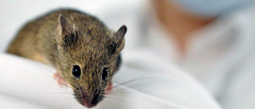 Die Charité baut ein neues Tierversuchsgebäude auf ihrem Campus in Berlin-Buch. Darin sollen unter anderem Mäuse gezüchtet und gehalten werden, aber auch Laborflächen für Tierversuche geschaffen werden.