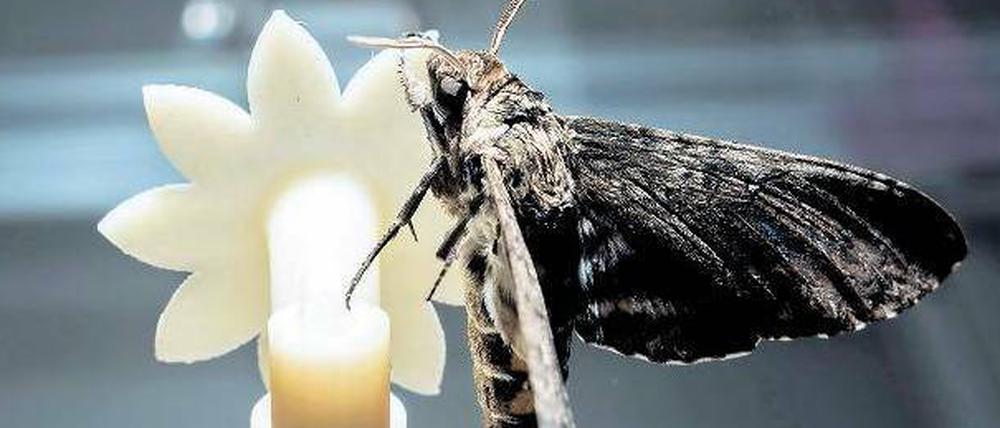 Im Experiment wurde der kolibrigroße Nachtschwärmer von einer künstlichen Blüte mit Zuckerwasser versorgt.