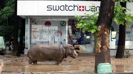 Ein Nilpferd erkundete die Gegend in der Nähe seines Zoos. Es stapfte durch den Schlamm in den Straßen von Tiflis, vorbei an Autos, die teils bis zum Heck in einer Lawine aus Schutt und Erde steckten.