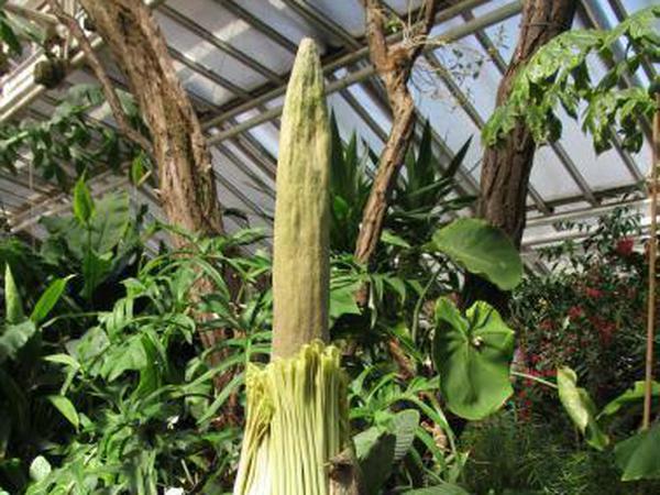 Warten auf die Blüte, Amorphophallus titanum...