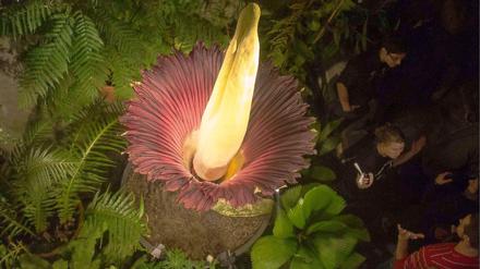 Im Berliner Botanischen Garten wartet man noch darauf, dass Amorphophallus titanum blüht. Dieses Bild stammt aus dem Botanischen Garten in Basel.