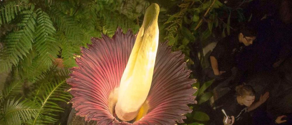 Im Berliner Botanischen Garten wartet man noch darauf, dass Amorphophallus titanum blüht. Dieses Bild stammt aus dem Botanischen Garten in Basel.
