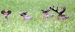 Abschießen? Damhirsche sind eigentlich ziemlich friedliche Zeitgenossen.