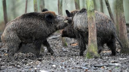 Bloß nicht zu nahe kommen! Wildschweine können für Menschen gefährlich werden, wenn sie sich bedroht fühlen.