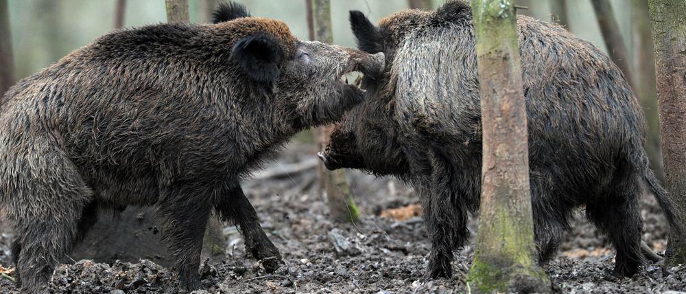Bloß nicht zu nahe kommen! Wildschweine können für Menschen gefährlich werden, wenn sie sich bedroht fühlen.