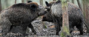 Bloß nicht zu nahe kommen! Wildschweine können für Menschen gefährlich werden, wenn sie sich bedroht fühlen.