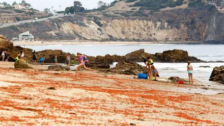 Kinder am Strand von Laguna Beach in Kalifornien springen über tote Krabben.
