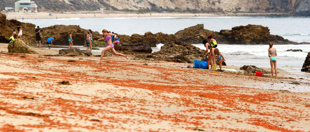 Kinder am Strand von Laguna Beach in Kalifornien springen über tote Krabben.