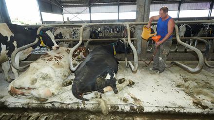 Landwirt Andreas Aller füllt am 16.06.2015 in seinem Kuhstall in Maxsain (Rheinland-Pfalz) Wasser in eine Wassermatratze. In deutschen Kuhställen hat es einen Kulturwandel gegeben. Man hat bemerkt, dass Leistung nur von Tieren erwartet werden kann, die sich wohlfühlen. Foto: Thomas Frey/dpa (Zu: "Wellness im Kuhstall: Wasserbett, Fußpflege und Massagebürste" vom 22.06.2015) +++(c) dpa - Bildfunk+++