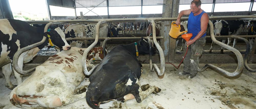 Landwirt Andreas Aller füllt am 16.06.2015 in seinem Kuhstall in Maxsain (Rheinland-Pfalz) Wasser in eine Wassermatratze. In deutschen Kuhställen hat es einen Kulturwandel gegeben. Man hat bemerkt, dass Leistung nur von Tieren erwartet werden kann, die sich wohlfühlen. Foto: Thomas Frey/dpa (Zu: "Wellness im Kuhstall: Wasserbett, Fußpflege und Massagebürste" vom 22.06.2015) +++(c) dpa - Bildfunk+++