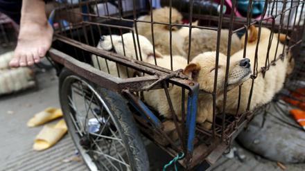 Hunde in einem rostigen Käfig auf einem Markt in China. Auf dem Hundefleisch-Festival in Yulin werden etwa 10.000 Tiere verzehrt.