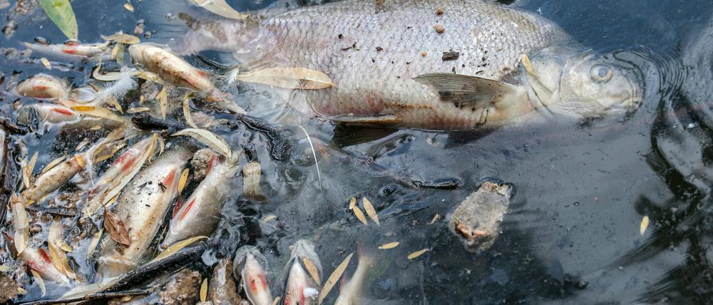 Tote Fische treiben am Mittwoch auf dem Landwehrkanal. Nach den starken Regenfällen am Wochenende wurden viele Mikrobakterien in die Spree und Kanäle gespült. Dadurch wurde der ohnehin niedrige Sauerstoff-Gehalt vermindert, die Fische starben. 