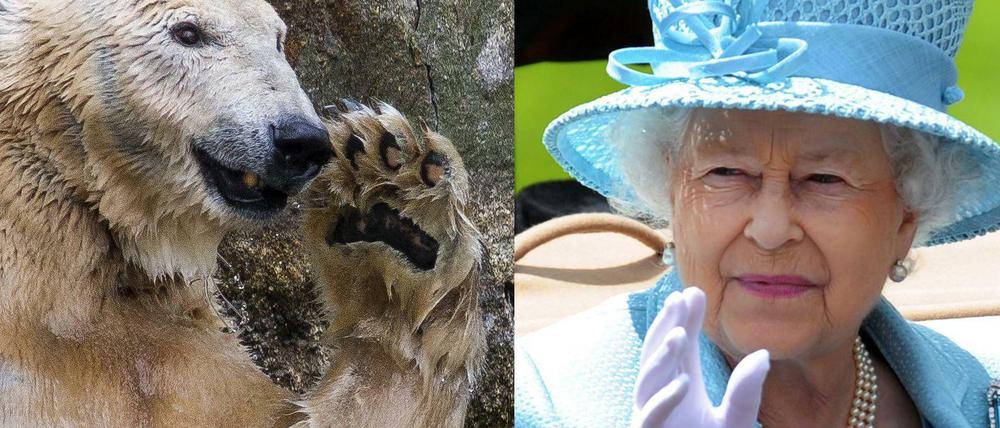Bye-Bye und Hello: Knuts Mutter Tosca ist am Morgen eingeschläfert worden, Queen Elizabeth wird am Abend zum Staatsbesuch erwartet.