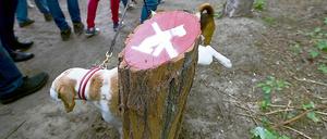 Hund pinkelt gegen Hundeverbotsschild am Schlachtensee in Berlin-Zehlendorf.