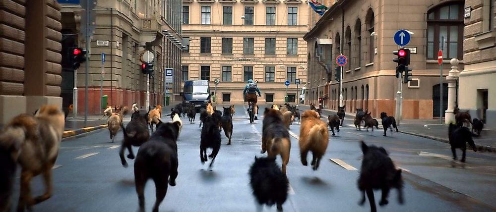 Jagdszenen aus Budapest. Die Hunde sind los!