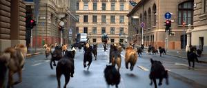 Jagdszenen aus Budapest. Die Hunde sind los!