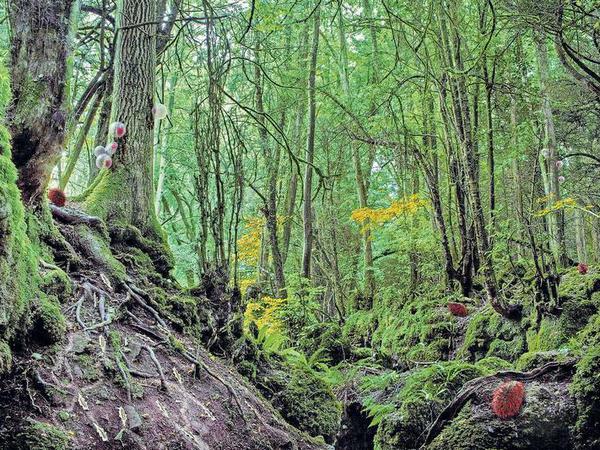 Ballonartige Wesen bekämpfen Baumparasiten und synthetische Schnecken neutralisieren sauren Boden. So stellt sich die Künstlerin Alexandra Daisy Ginsberg die Natur der Zukunft vor.