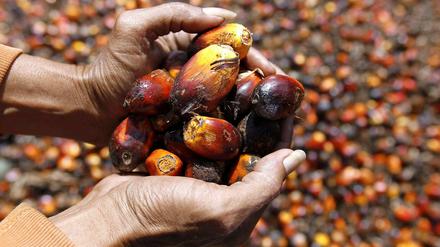 Palmölfrüchte aus Indonesien in den Händen eines Pflückers.