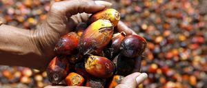 Palmölfrüchte aus Indonesien in den Händen eines Pflückers.