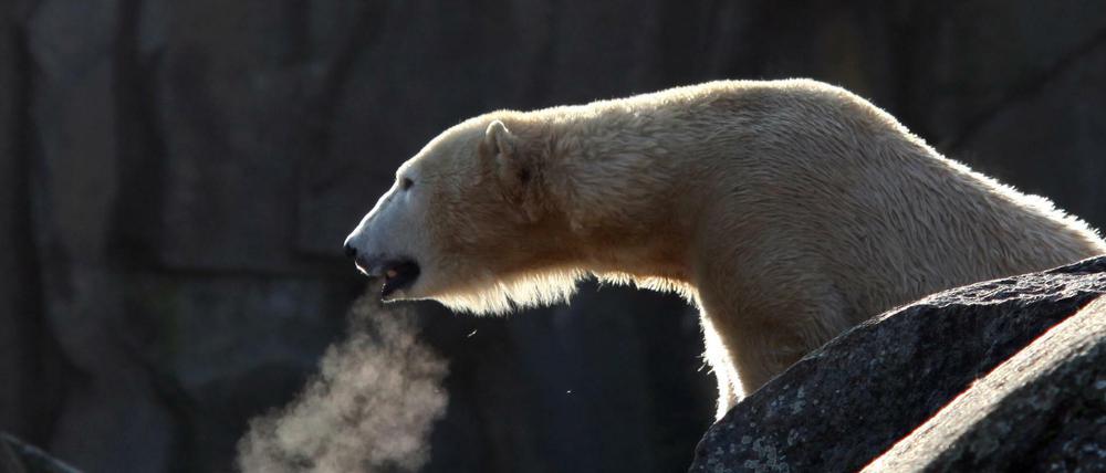 Eisbärin Tosca, Mutter des Zoo-Stars Knut, ist tot.