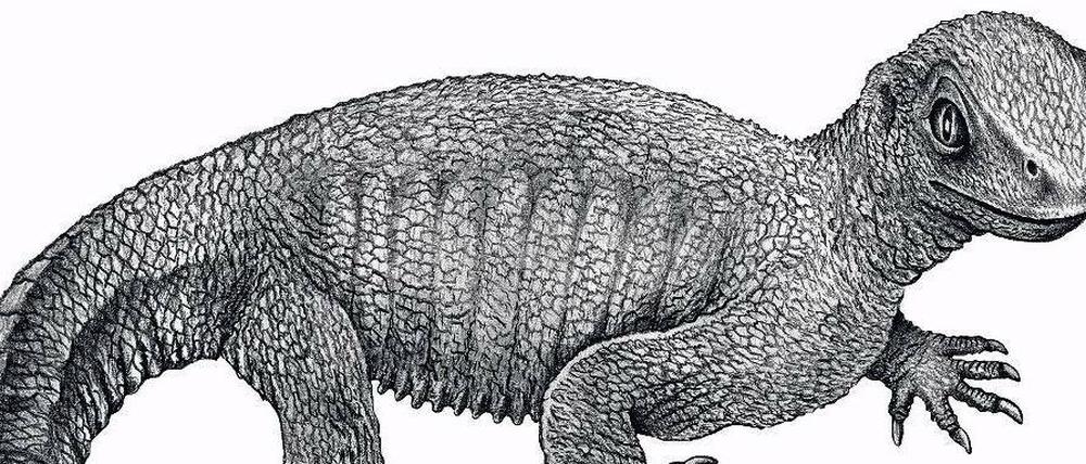 Gestreckt. Die Ur-Schildkröte war rund 20 Zentimeter lang und noch nicht so plump wie heutige Exemplare. Abb.: Rainer Schoch