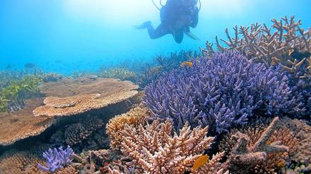 Bedrohte Vielfalt. Offenbar kommen Korallen mit dem Klimawandel besser zurecht als gedacht. Doch sie werden zudem durch Fischerei und Umweltverschmutzung bedroht.