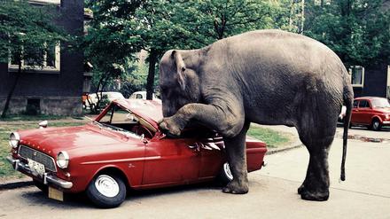 Der WDR-Elefant macht jetzt auch vor der Kunstsammlung des Senders nicht halt
