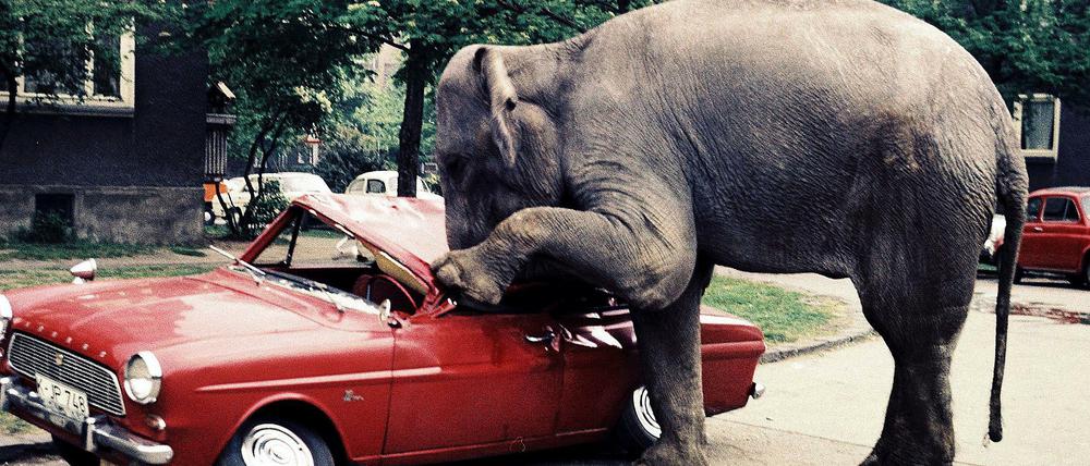 Der WDR-Elefant macht jetzt auch vor der Kunstsammlung des Senders nicht halt