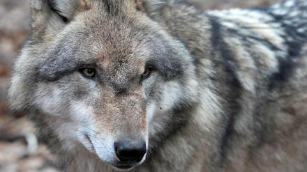 Ein europäischer Grauwolf steht am 14.12.2014 in einem der weitläufigen Gehege des Wolfscenters von Dörverden (Niedersachsen). In Leipzig ist erstmals ein Exemplar nahe der Großstadt gesichtet worden.