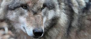 Ein europäischer Grauwolf steht am 14.12.2014 in einem der weitläufigen Gehege des Wolfscenters von Dörverden (Niedersachsen). In Leipzig ist erstmals ein Exemplar nahe der Großstadt gesichtet worden. 
