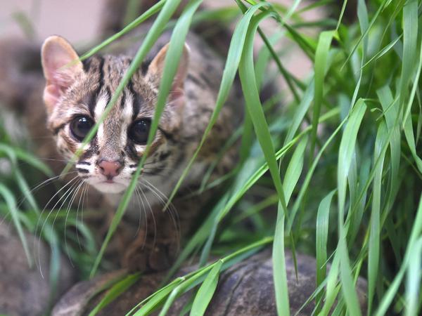 Eine der beiden jungen Palawan-Bengalkatzen Ilian und Taytay sitzt in ihrem Gehege im Tierpark Berlin im Gras.
