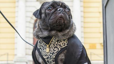 Die zweijährige Möpsin Emma ist am 18.11.2013 in Ingolstadt vor dem Amtsgericht zu sehen. Die Besitzerin von Emma fordert von der Züchterin den halben Kaufpreis zurück, weil der Hund angeblich entgegen der Gewährleistungsgarantie einen Wirbelsäulenschaden hat.