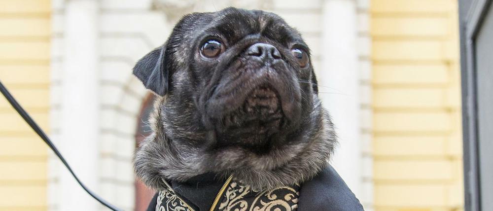 Die zweijährige Möpsin Emma ist am 18.11.2013 in Ingolstadt vor dem Amtsgericht zu sehen. Die Besitzerin von Emma fordert von der Züchterin den halben Kaufpreis zurück, weil der Hund angeblich entgegen der Gewährleistungsgarantie einen Wirbelsäulenschaden hat.