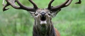 Die Jäger wollen den Artenreichtum erhalten.