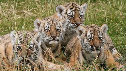Im Berliner Tierpark wurden Mitte Juni vier Amurtiger-Babys vorgestellt. 