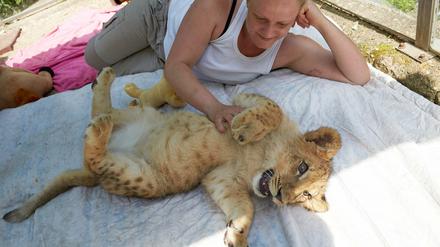 Der fünf Monate alte Löwe Malor spielt am 03.07.2015 im Eifel-Zoo in Lünebach mit Zoo-Chefin Isabell Wallpott. Die Löwenmutter hatte sich nicht um die Versorgung ihres Nachwuchses gekümmert. Deshalb wächst Malor im Haushalt der Zoo-Chefin auf.