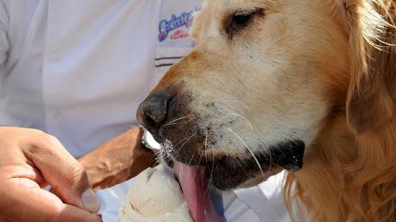 Der italienische Eismacher Leonardo Caprarese gibt am Montag dem Golden-Retriever-Rüden "Oskar" eine Portion Leberwurst-Eis vor seinem Eiscafe in Stuhr-Heiligenrode (Niedersachsen).