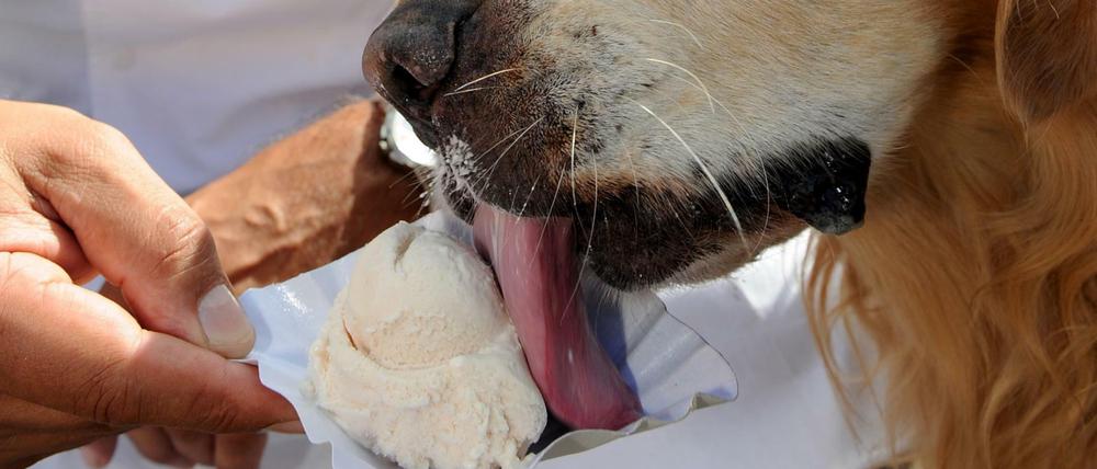 Der italienische Eismacher Leonardo Caprarese gibt am Montag dem Golden-Retriever-Rüden "Oskar" eine Portion Leberwurst-Eis vor seinem Eiscafe in Stuhr-Heiligenrode (Niedersachsen).