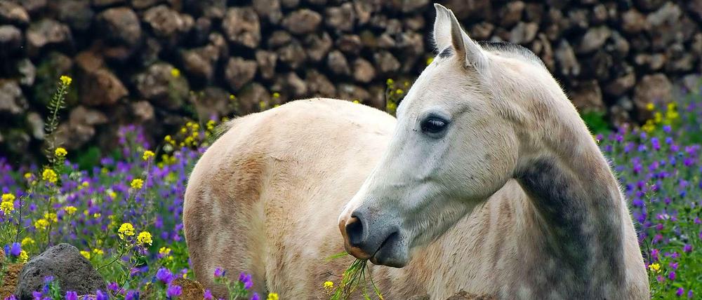 Schimmel auf bunter Wiese - ein prima Kontrast. 