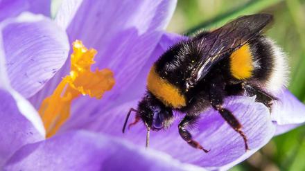 Hummel bestäubt Blüte