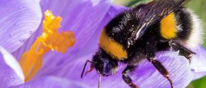 Hummel bestäubt Blüte
