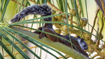 Exotisches Haustier. Bunthörnchen leben eigentlich in Mittelamerika.