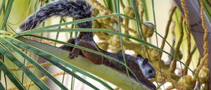 Exotisches Haustier. Bunthörnchen leben eigentlich in Mittelamerika.