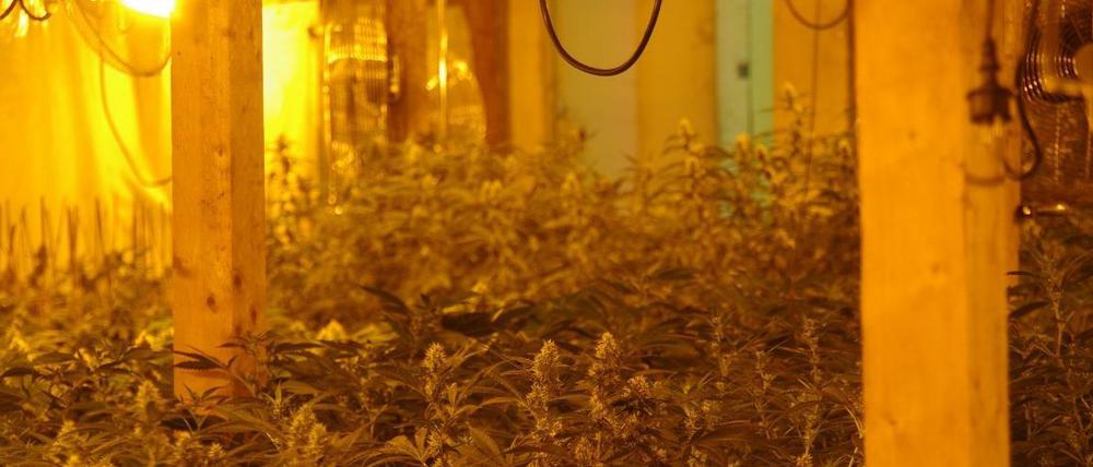 Die Cannabis-Plantage von Mariendorf. 
